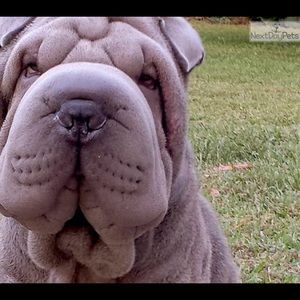 Meet your Posher, Martin